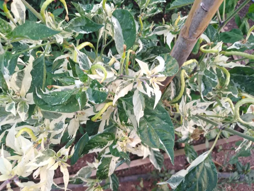 Uchu Cream Chilli Seeds - Image 9