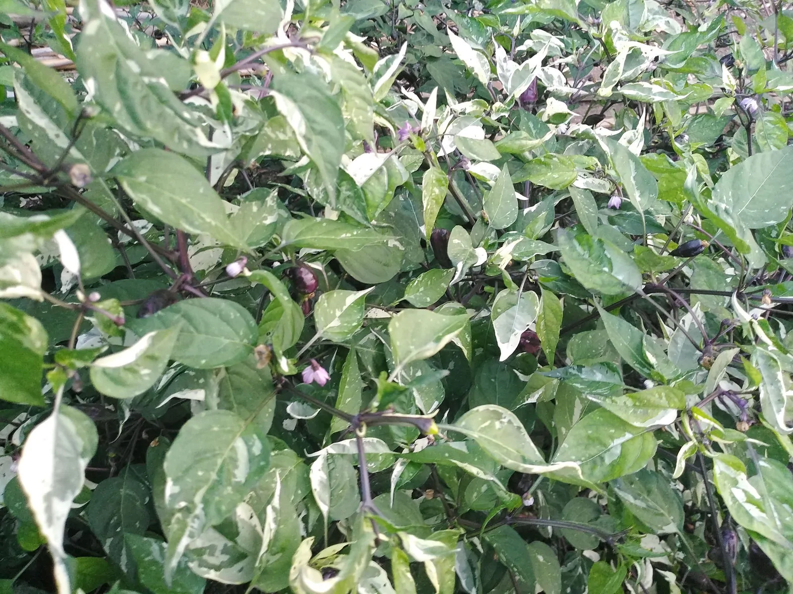 RH Lilac Chilli Seeds - Image 7