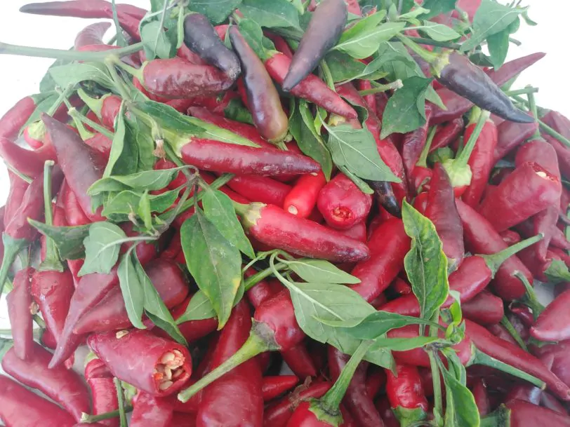 Purple Cayenne Chilli Seeds - Image 4