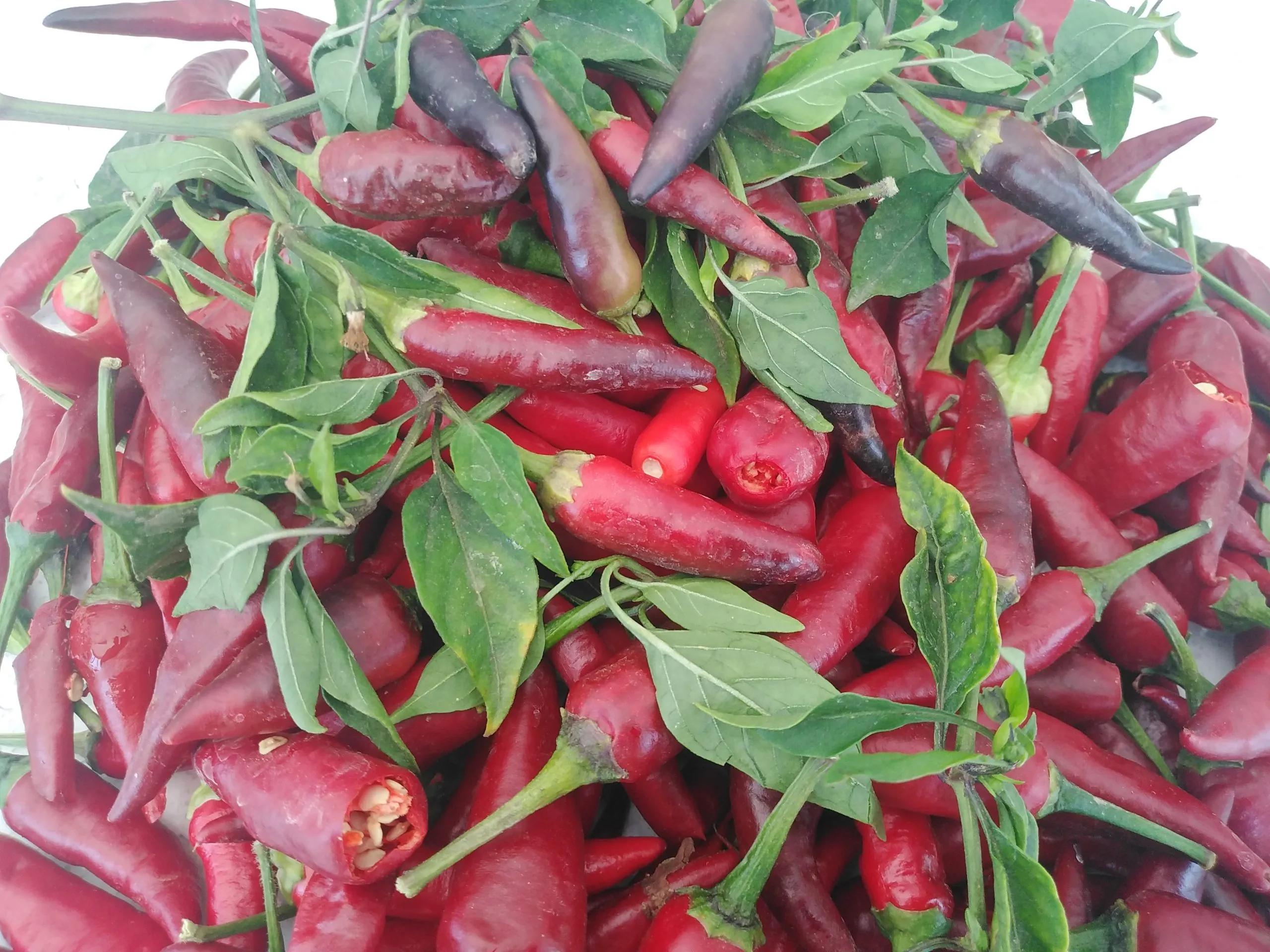 Purple Cayenne Chilli Seeds - Image 4