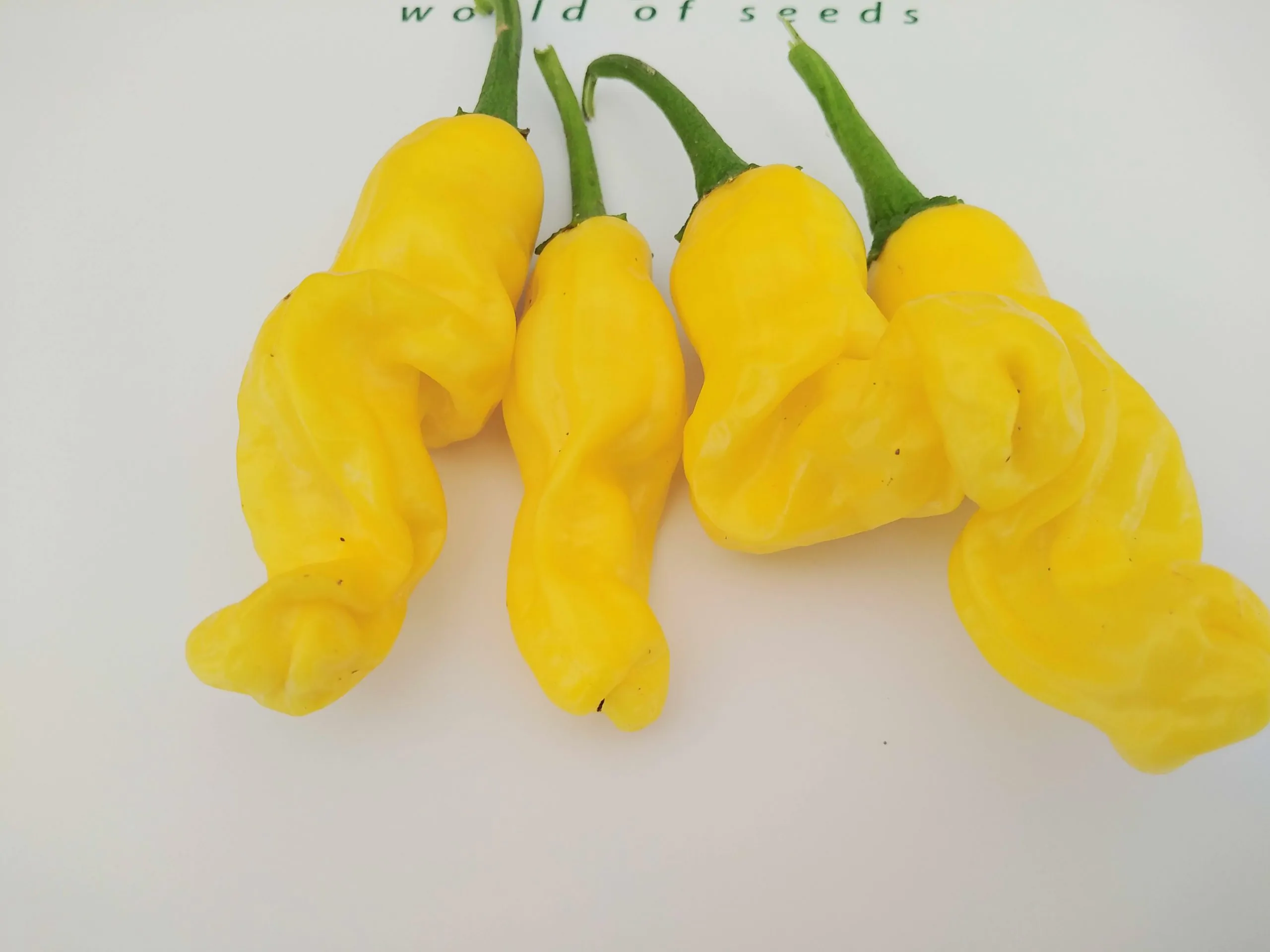Peters Pepper Yellow Chilli Seeds