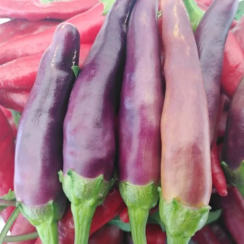 Purple Cayenne Chilli Seeds
