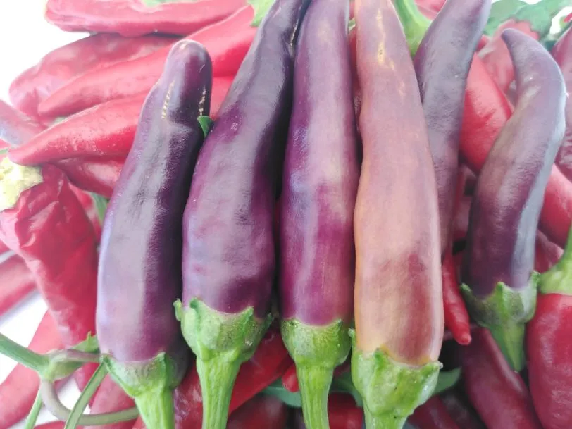 Purple Cayenne Chilli Seeds - Image 11