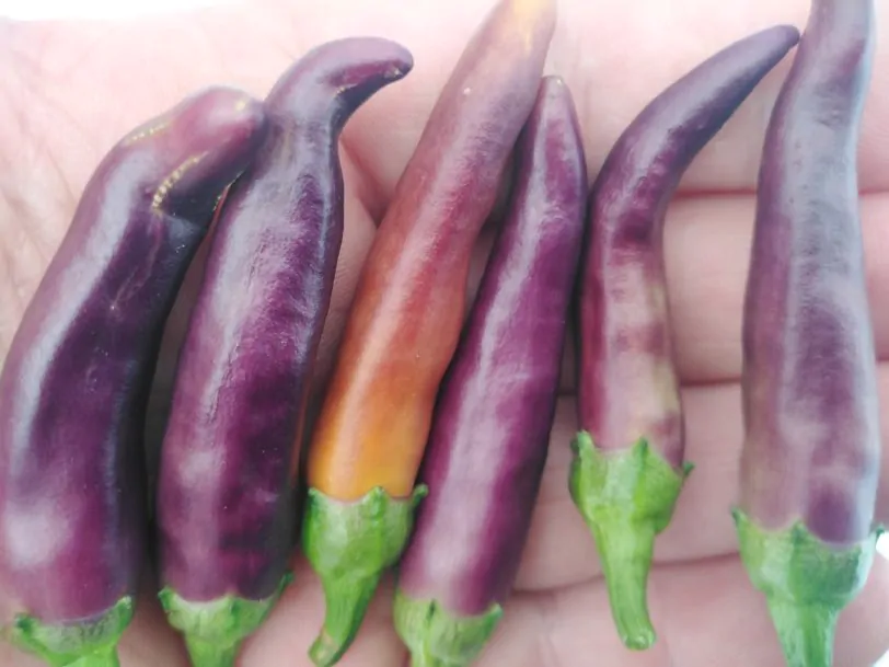 Purple Cayenne Chilli Seeds - Image 5