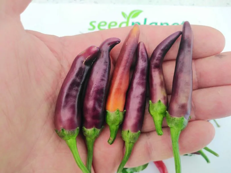 Purple Cayenne Chilli Seeds - Image 2