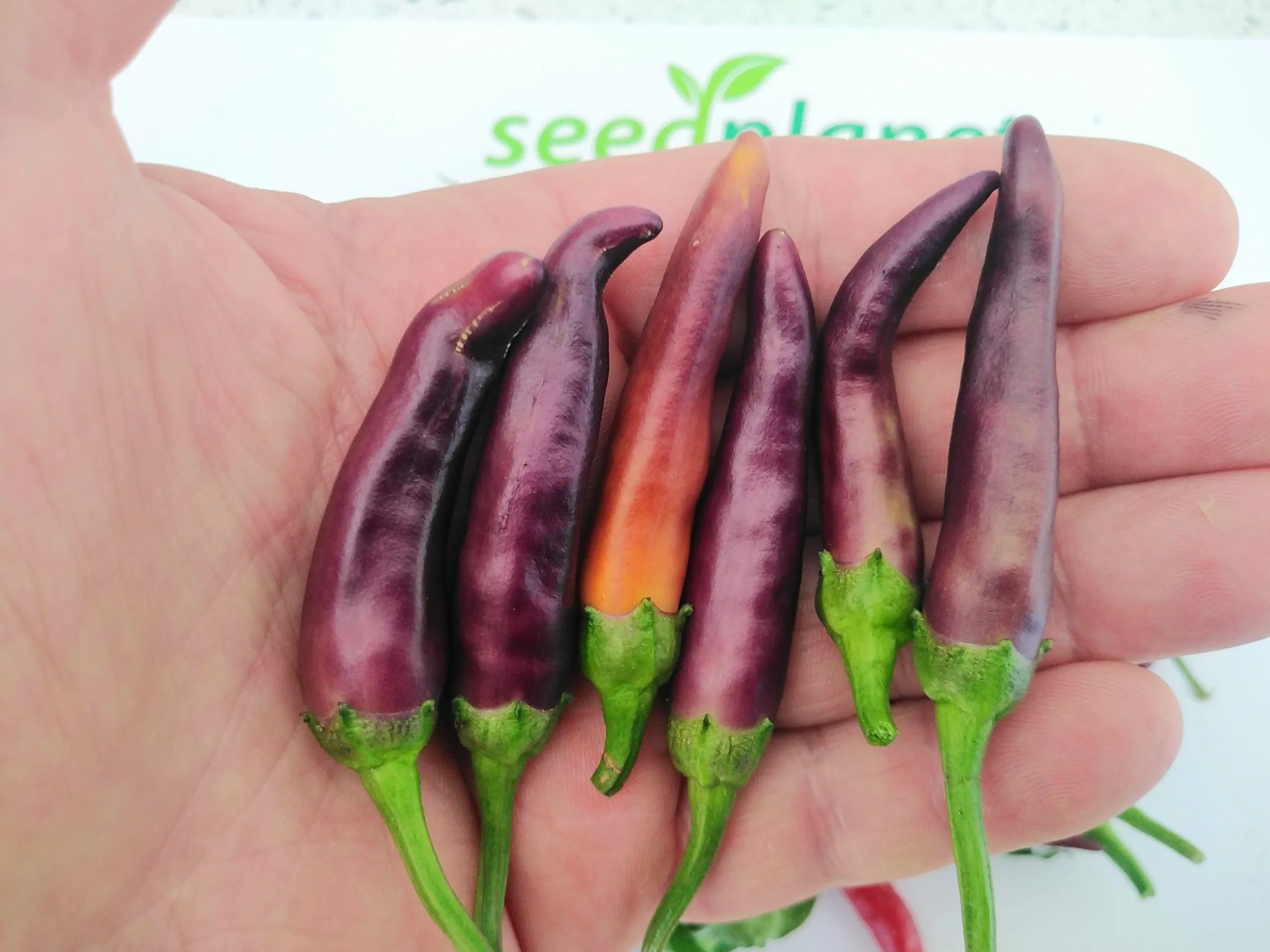Purple Cayenne Chilli Seeds - Image 2