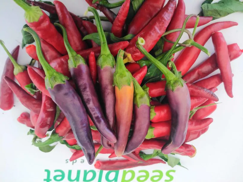 Purple Cayenne Chilli Seeds - Image 3