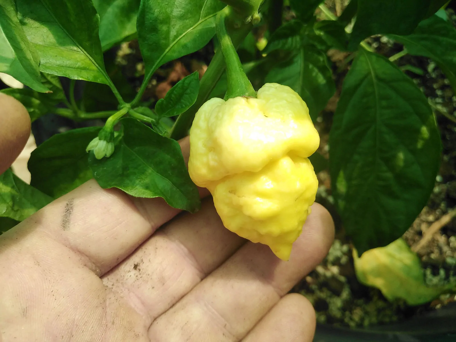 White Moruga Chilli Seeds - Image 2