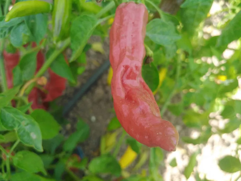 Shishito Chilli Seeds - Image 4