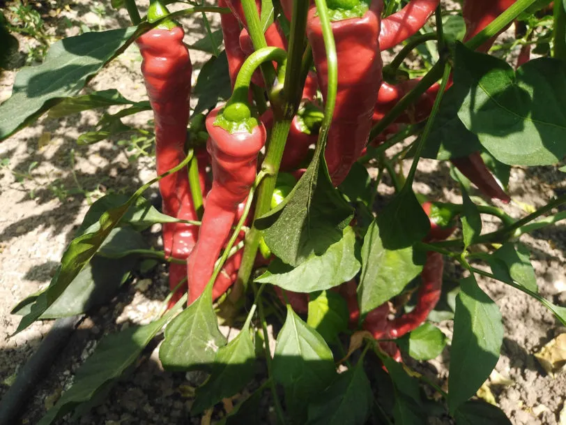 Shishito Chilli Seeds - Image 5