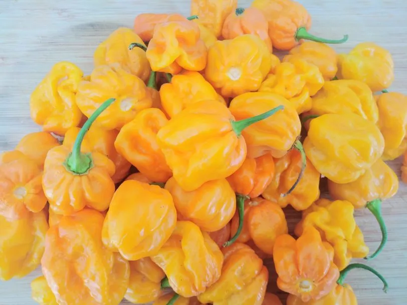 Habanero West Indian Chilli Seeds - Image 3