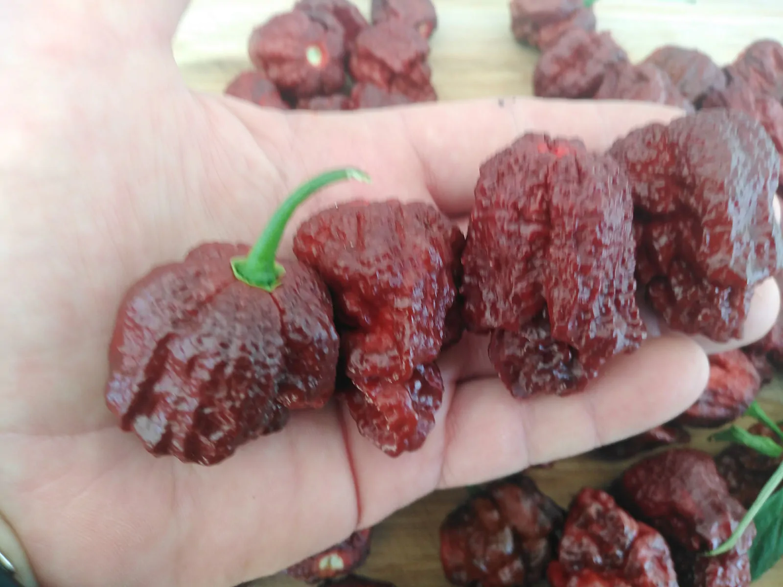 Jigsaw Chocolate Chilli Seeds - Image 3