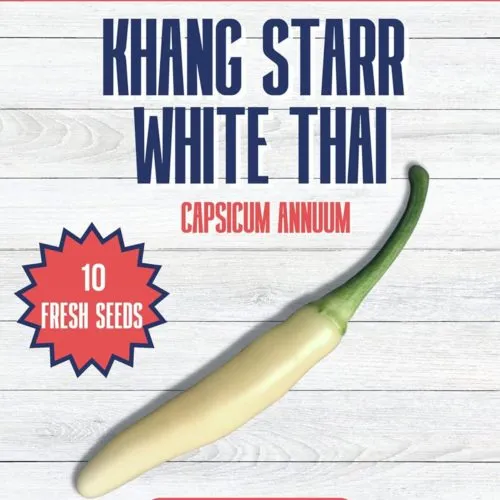 Khang Starr White Thai Chilli Seeds