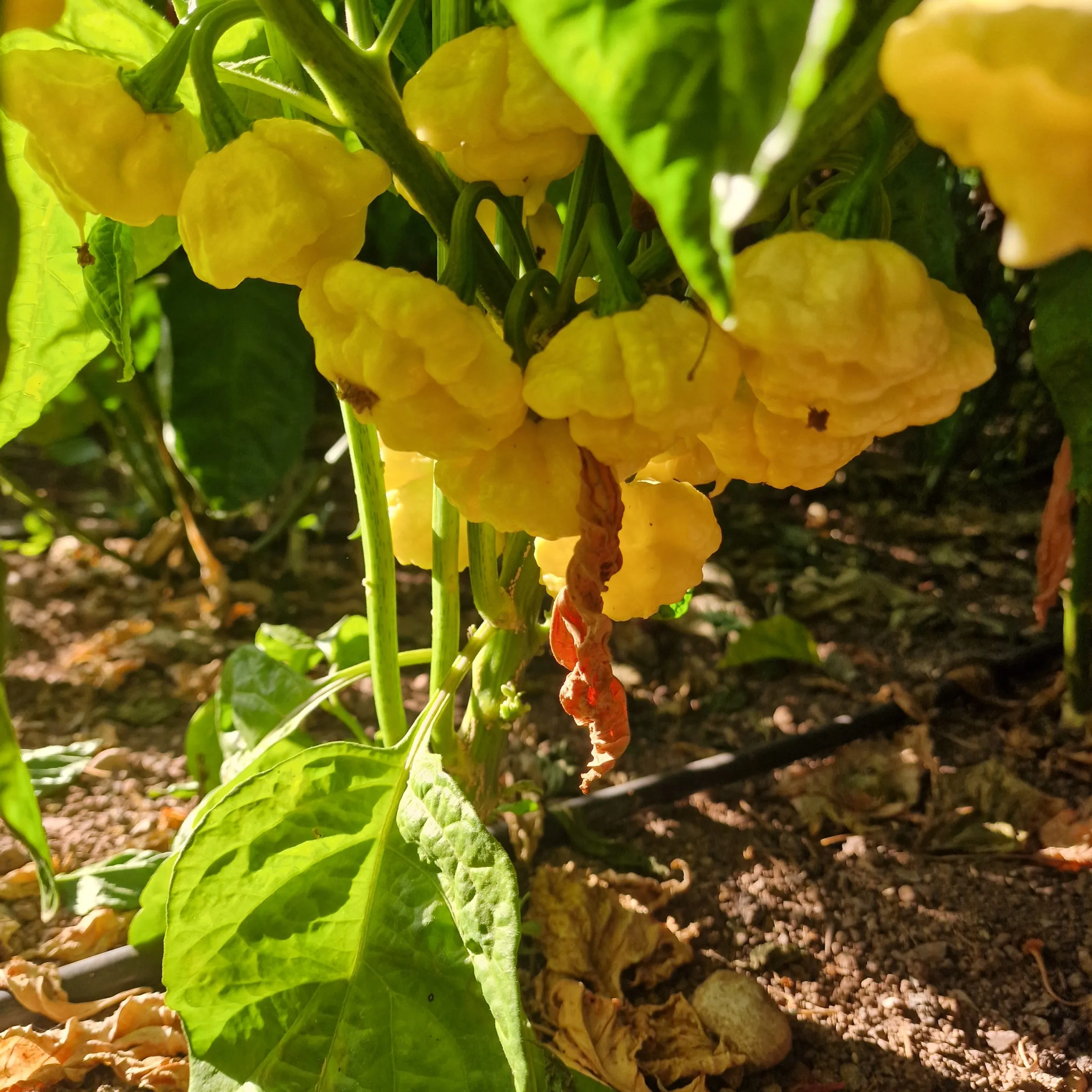 Khang Starr Lemon Starrburst Chilli Seeds - Image 6