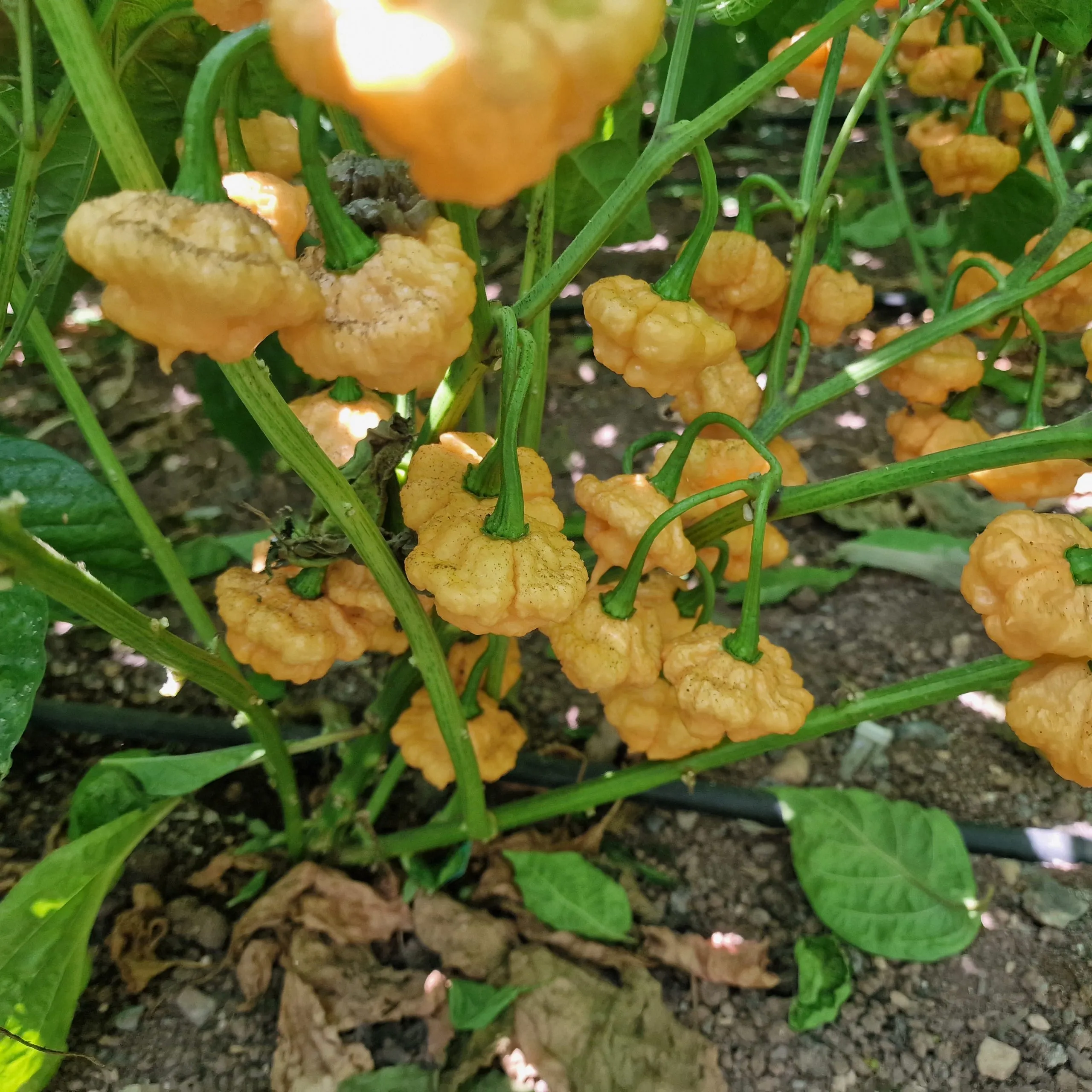 Khang Starr Lemon Starrburst Chilli Seeds - Image 5