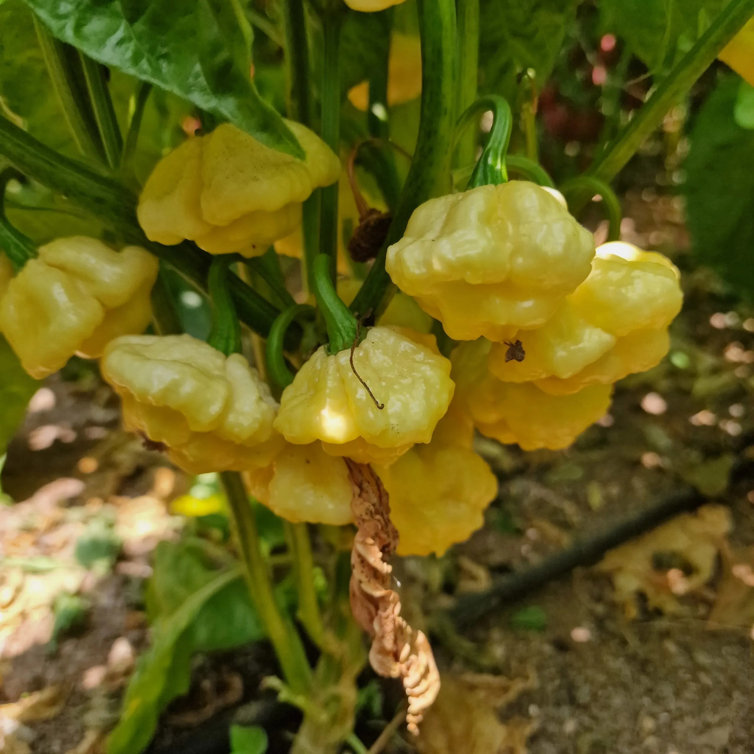 Khang Starr Lemon Starrburst Chilli Seeds - Image 8