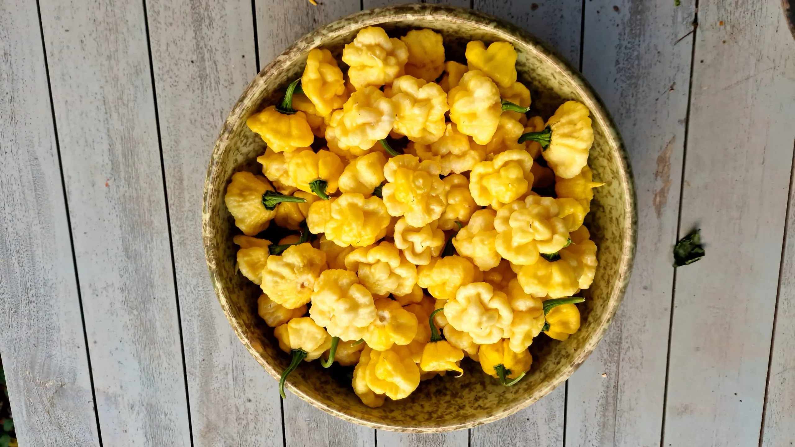 Khang Starr Lemon Starrburst Chilli Seeds - Image 3