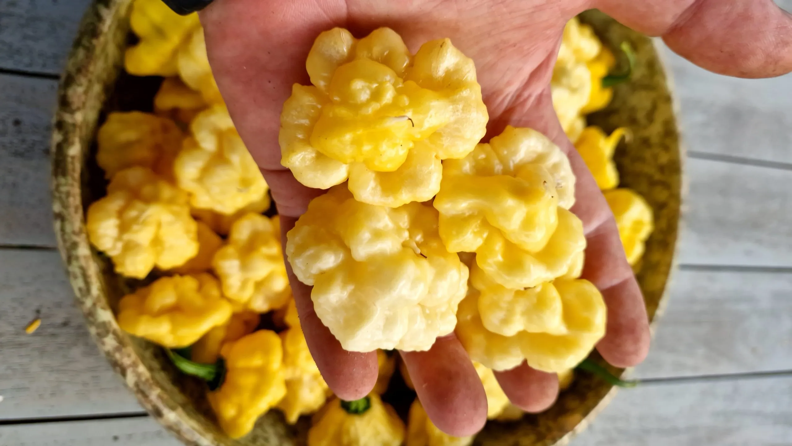 Khang Starr Lemon Starrburst Chilli Seeds - Image 2