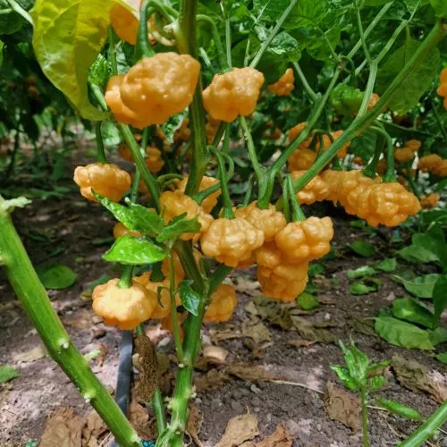 Khang Starr Peach Starrkist Chilli Seeds