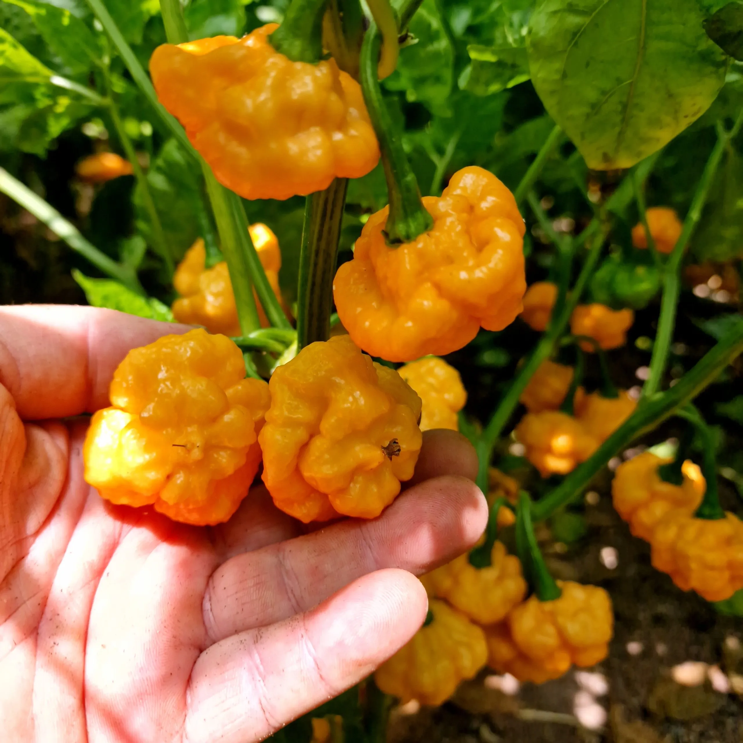 Khang Starr Peach Starrkist Chilli Seeds - Image 9