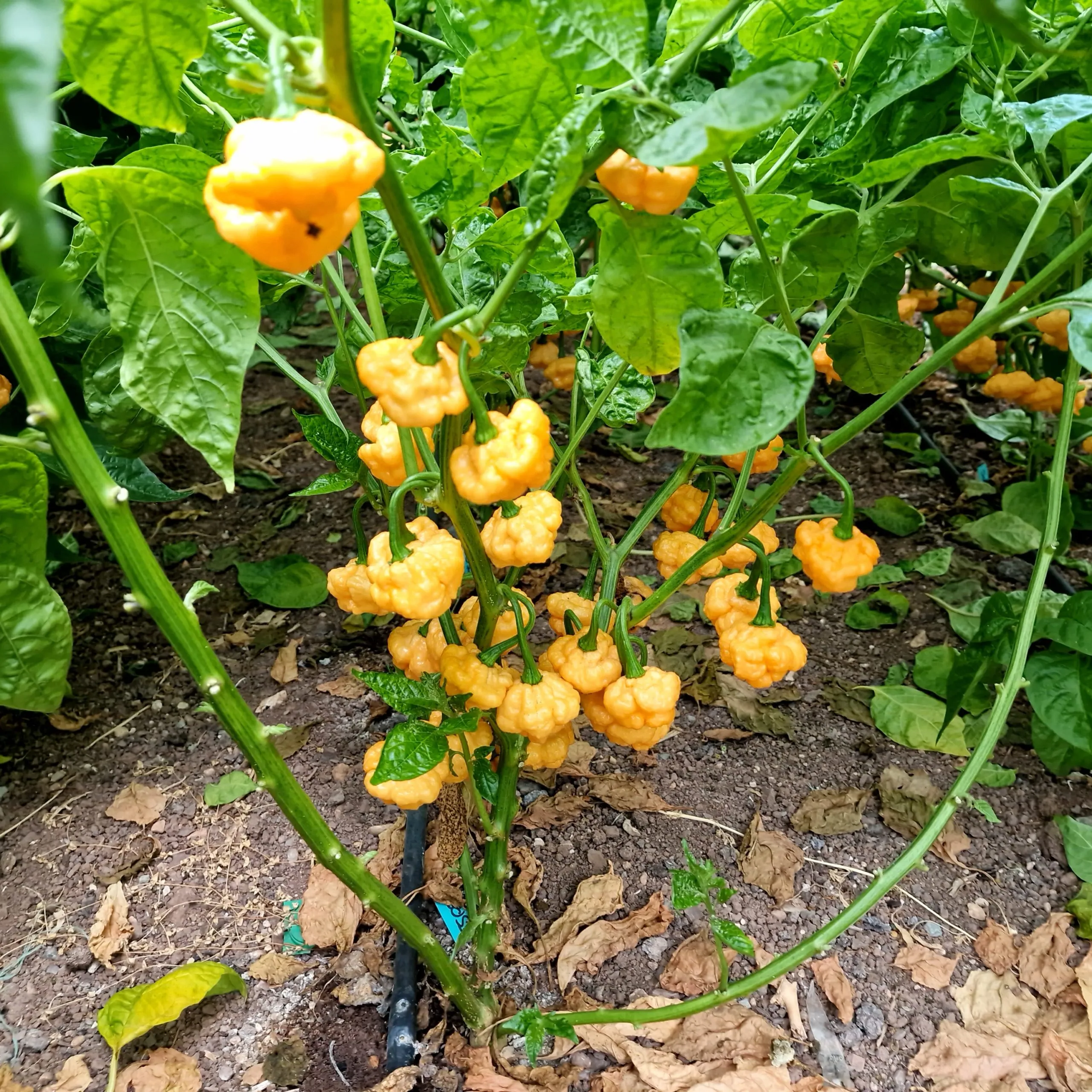 Khang Starr Peach Starrkist Chilli Seeds - Image 8