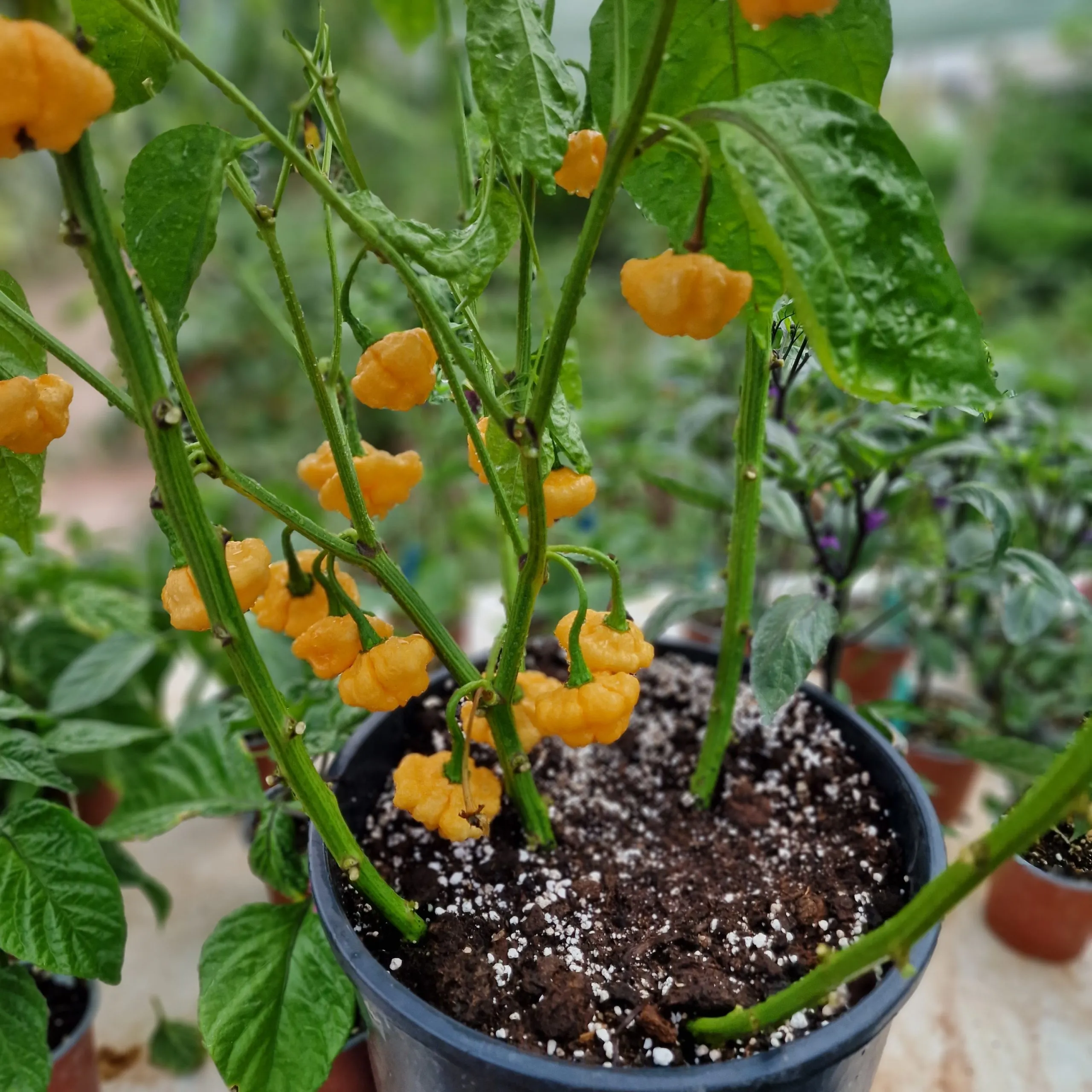 Khang Starr Peach Starrkist Chilli Seeds - Image 6