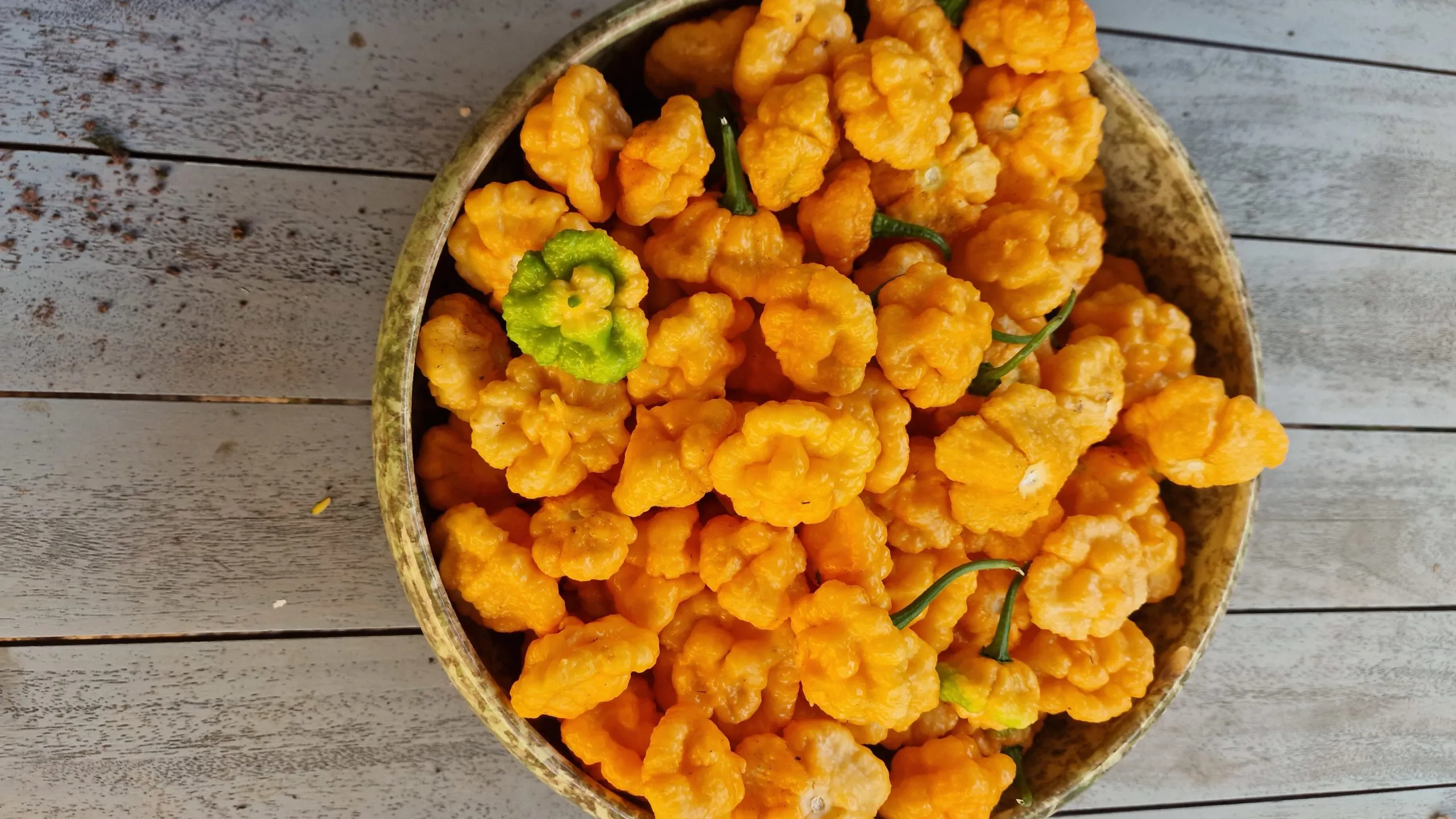 Khang Starr Peach Starrkist Chilli Seeds - Image 5