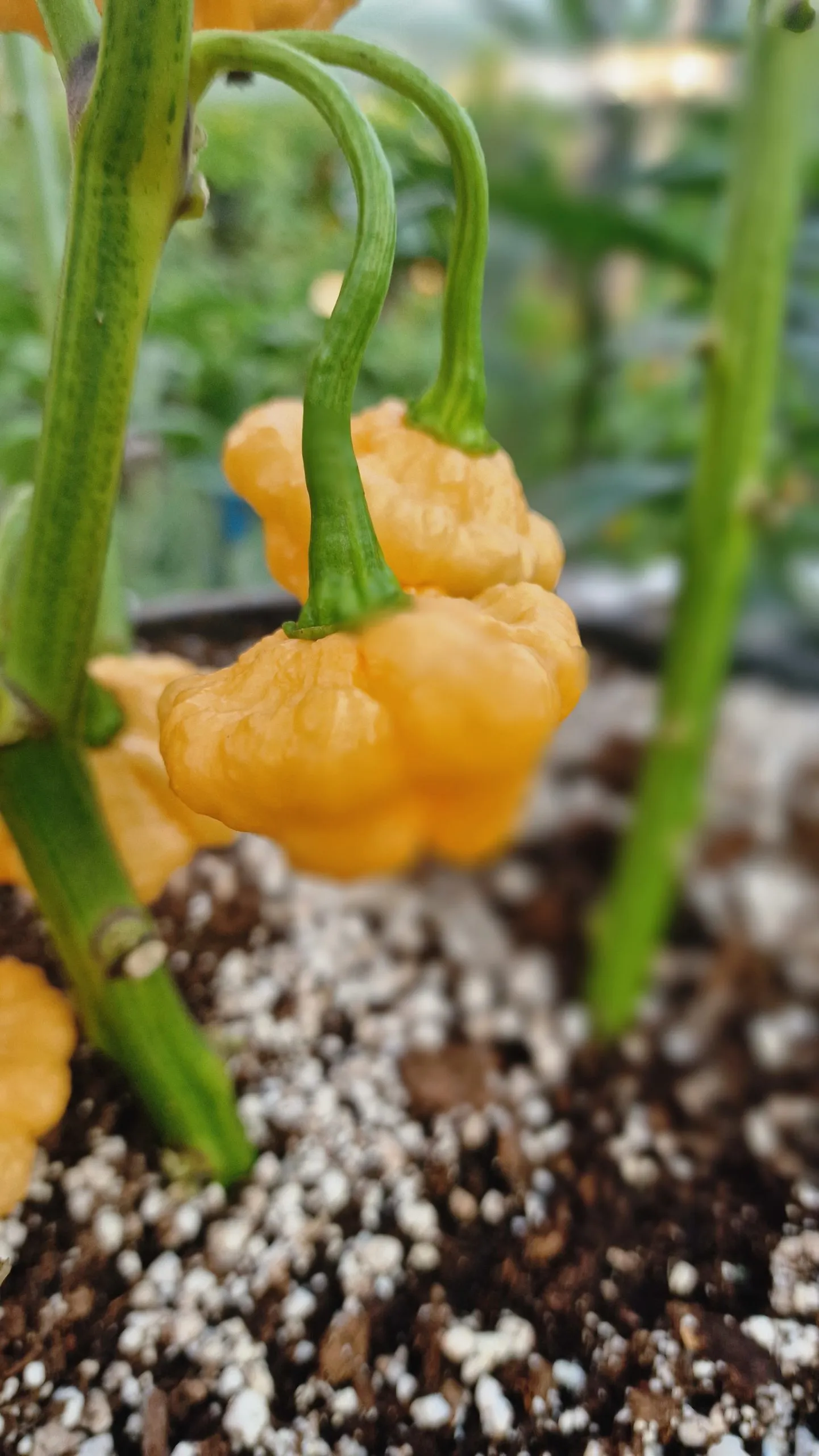 Khang Starr Peach Starrkist Chilli Seeds - Image 3