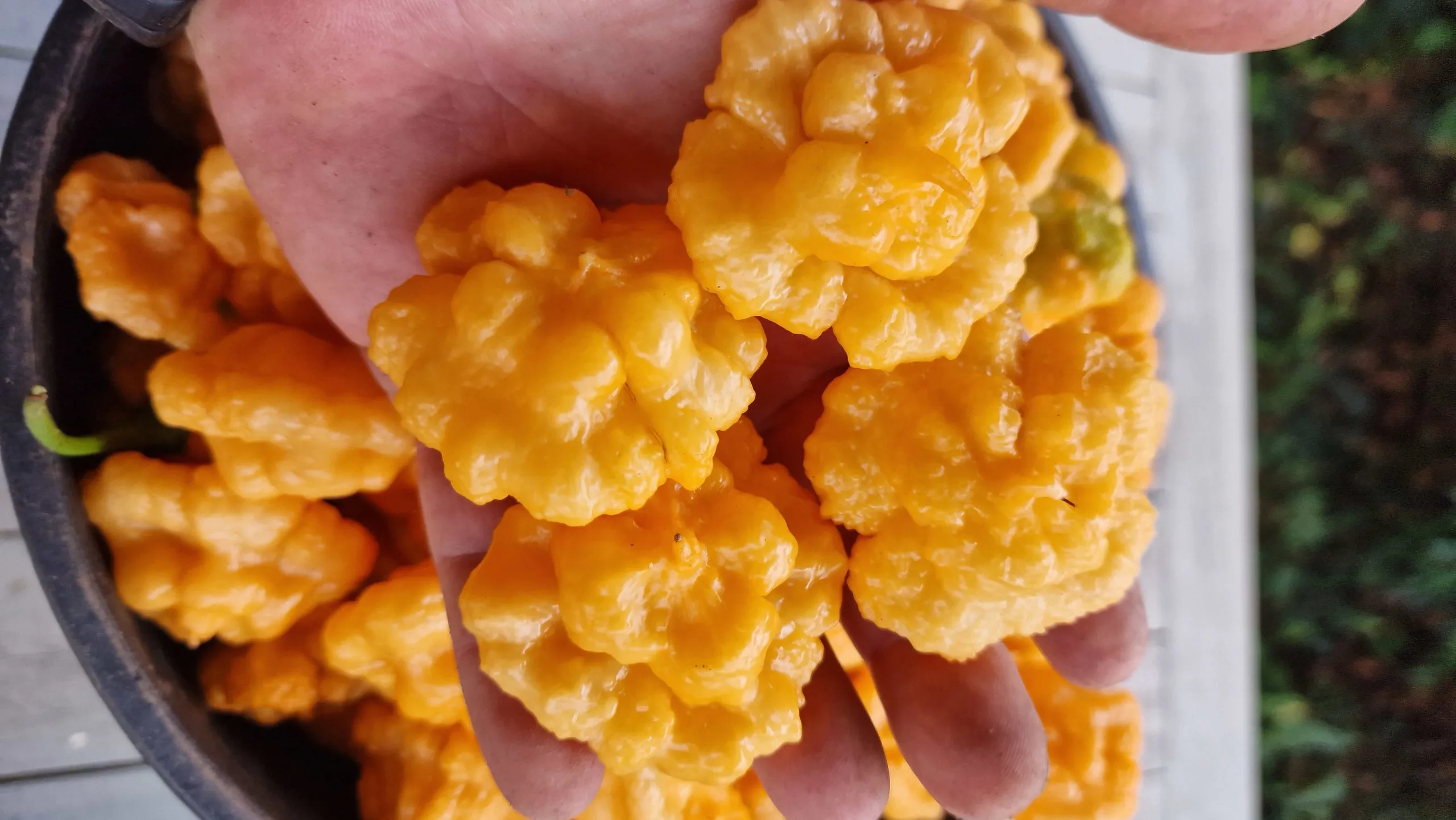 Khang Starr Peach Starrkist Chilli Seeds - Image 2