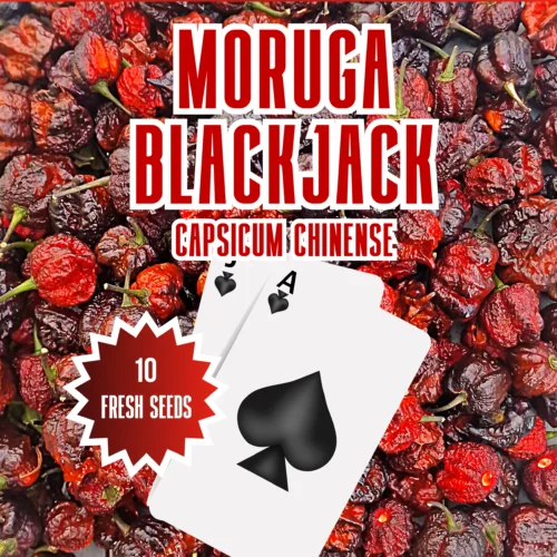 Moruga Blackjack Chilli Seeds