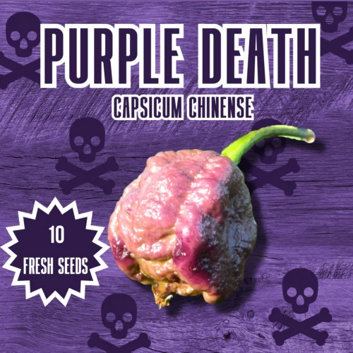 Purple Death Chilli Seeds