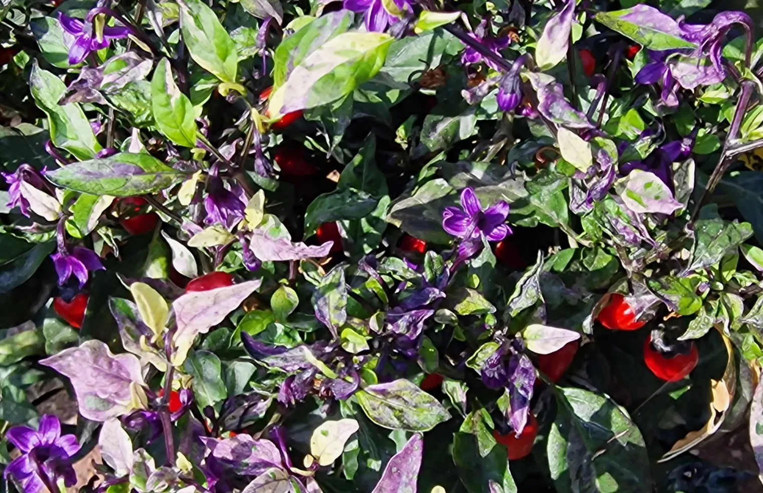 Jigsaw Variegated Chilli Seeds - Image 2