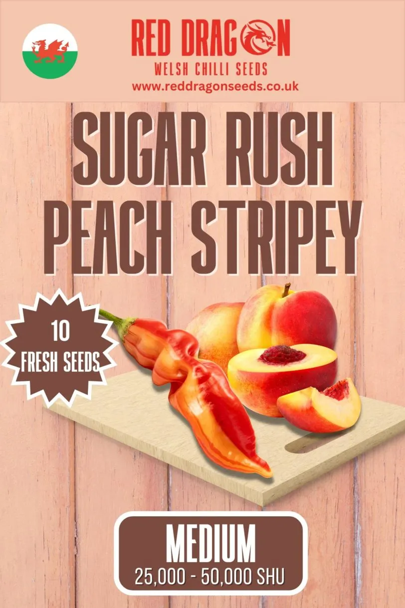 Sugar Rush Peach Stripey Chilli Seeds