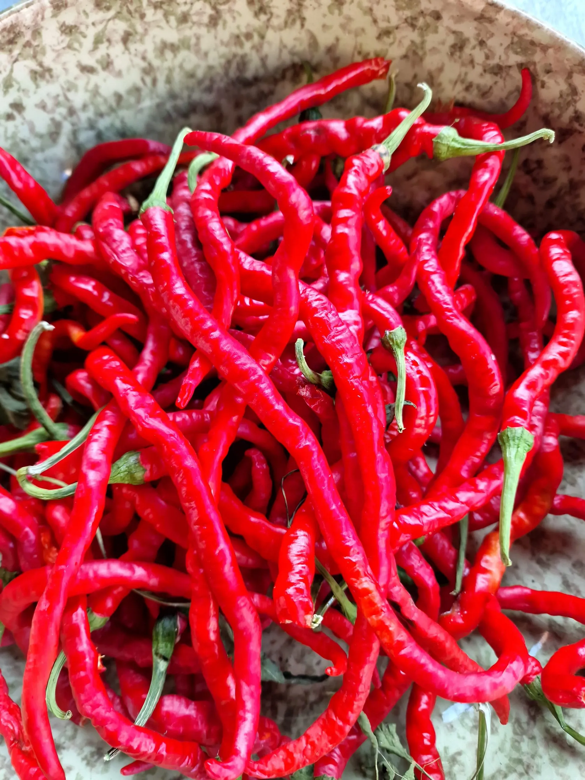 Thunder Mountain Longhorn Chilli Seeds - Image 5
