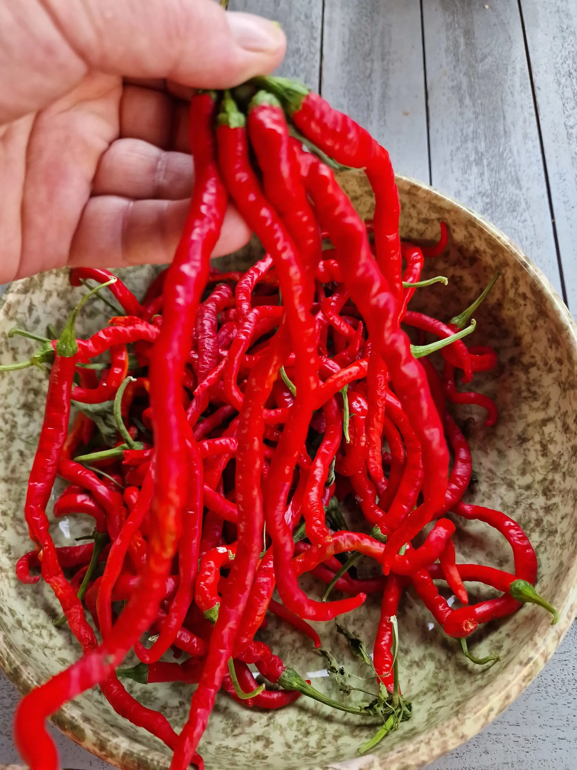 Thunder Mountain Longhorn Chilli Seeds