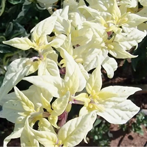 Uchu Cream Chilli Seeds