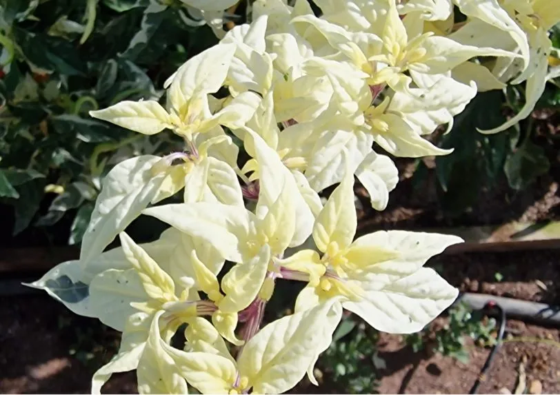 Uchu Cream Chilli Seeds