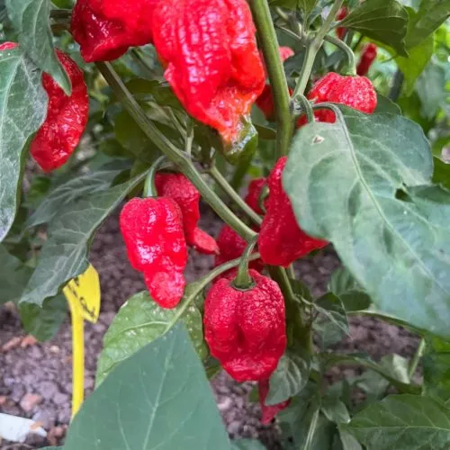 Red Bhutlah SLP Chilli Seeds