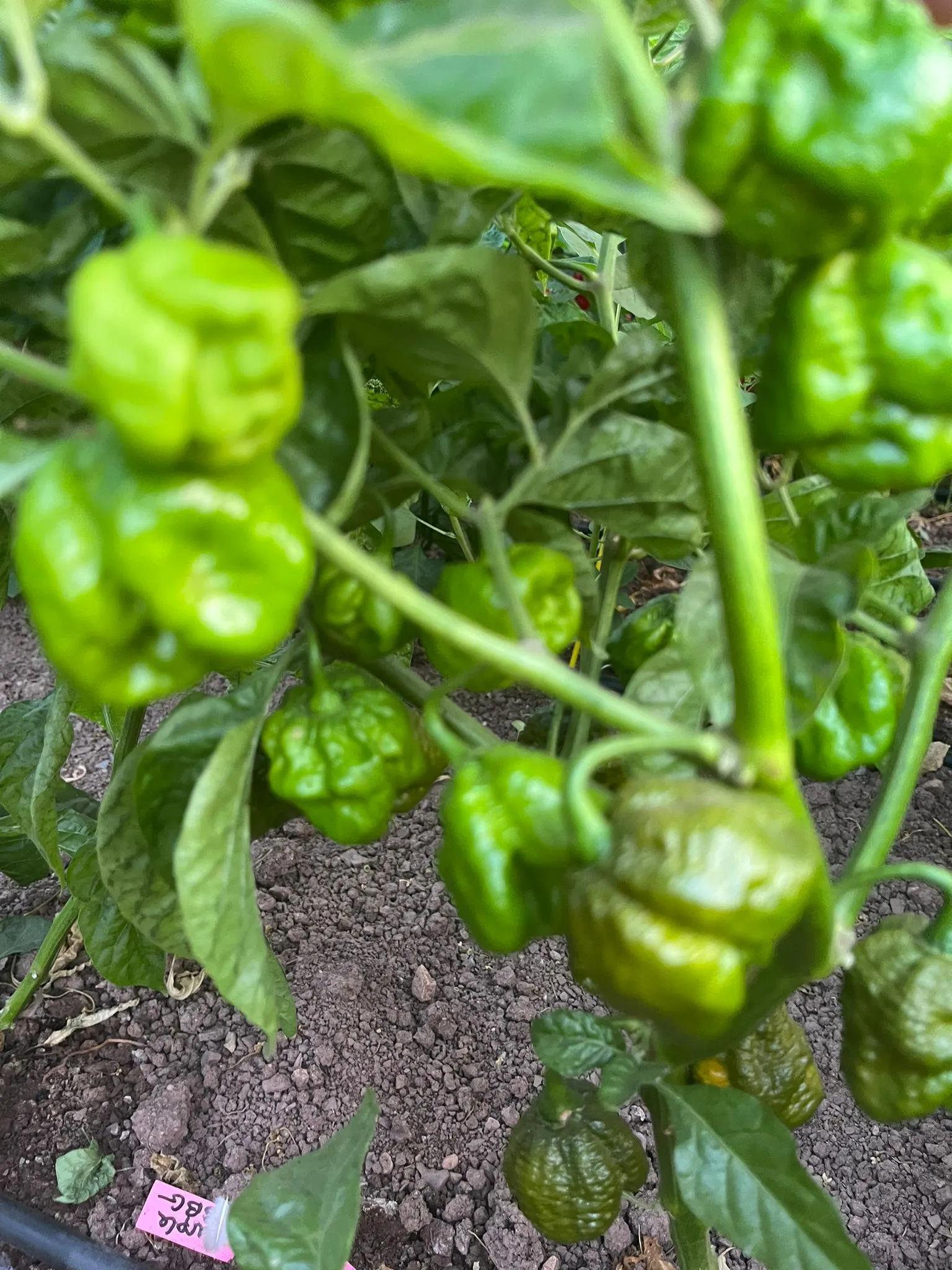 Trinidad Scorpion Moruga Green Chilli Seeds - Image 8