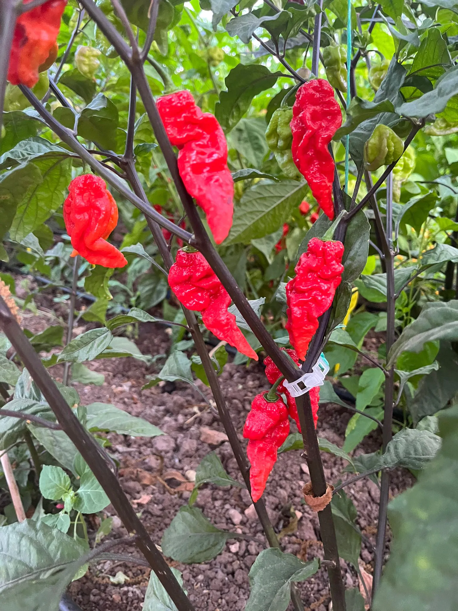 Major Pain x Yaki Blue Chilli Seeds - Image 3