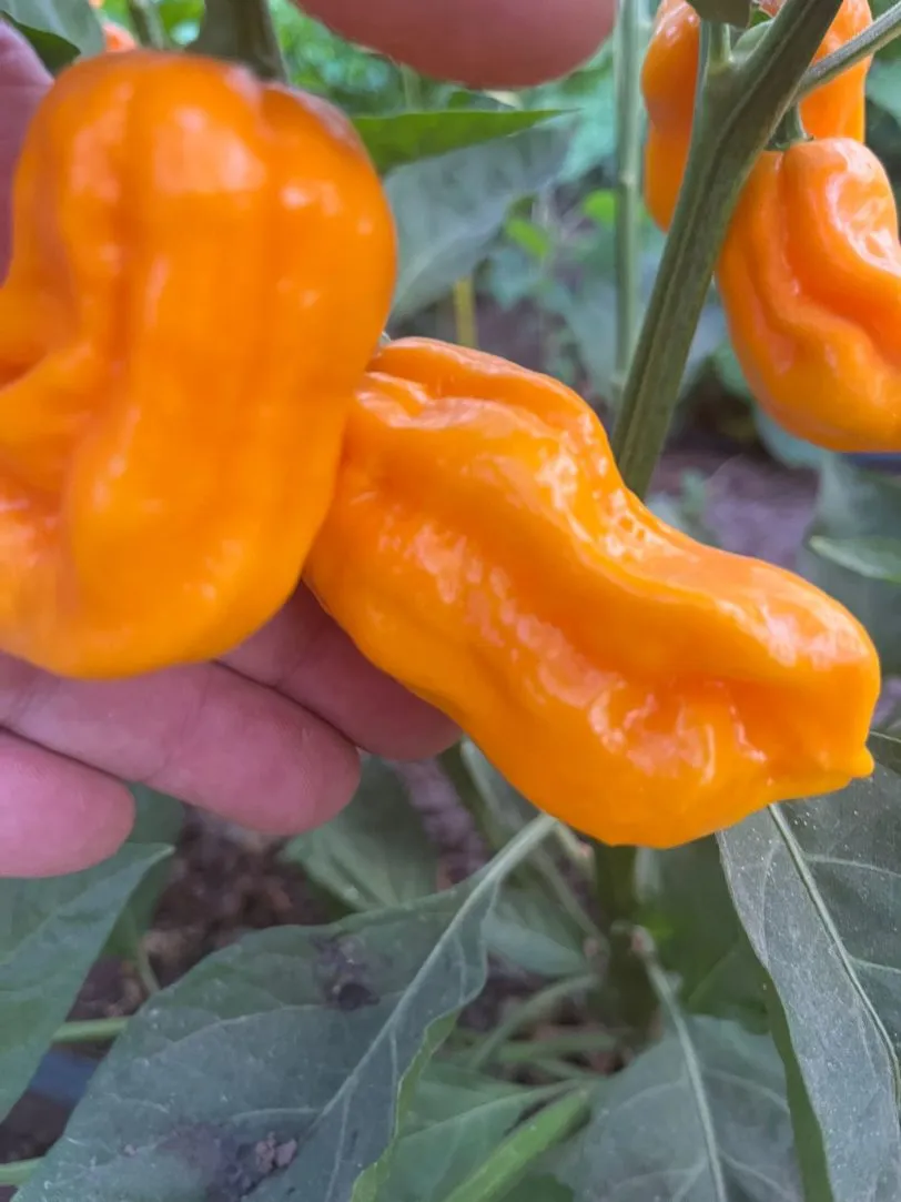 7 Pot Chaguanas Yellow Chilli Seeds - Image 2