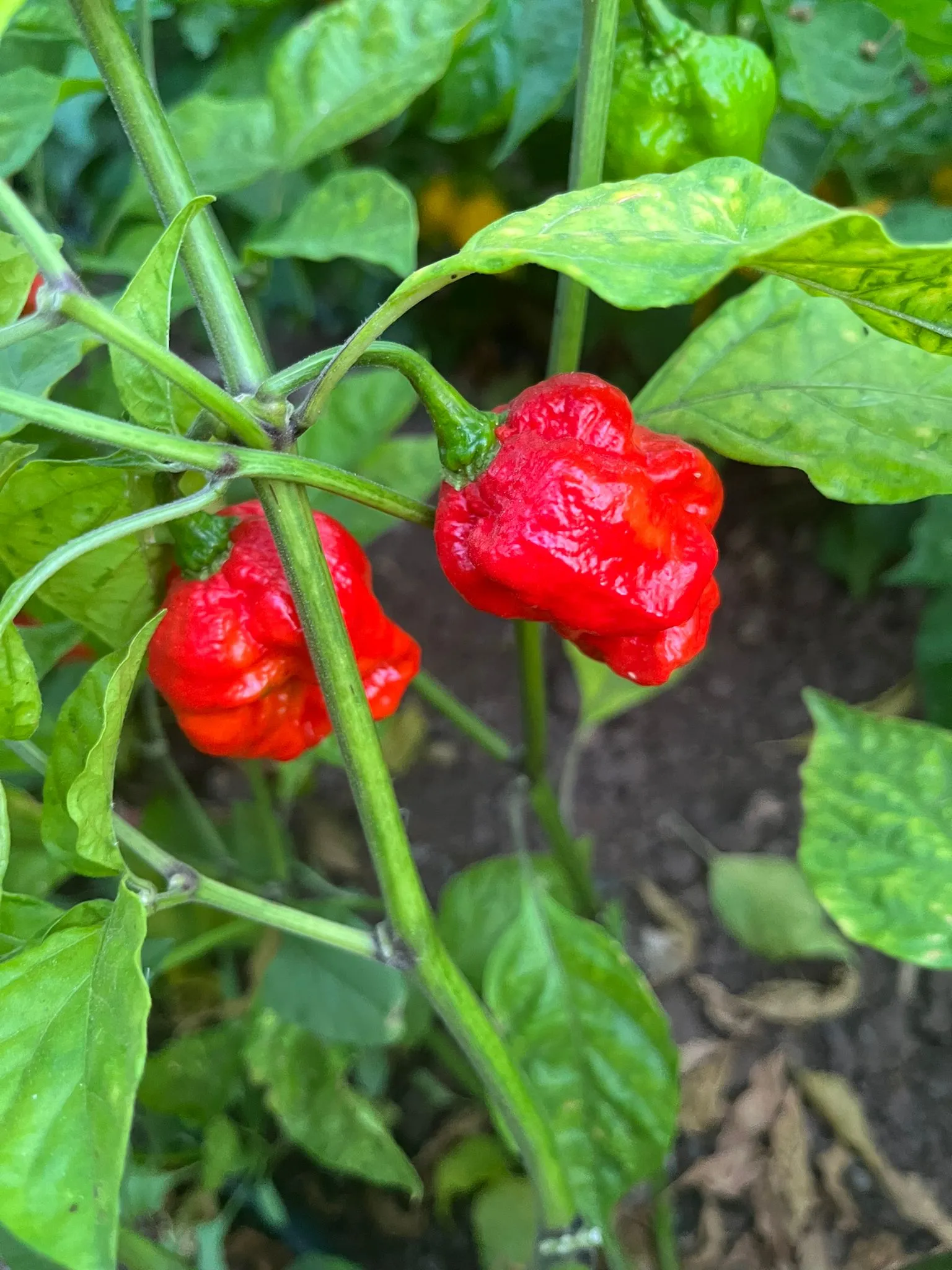 Big Red Mama Chilli Seeds - Image 5