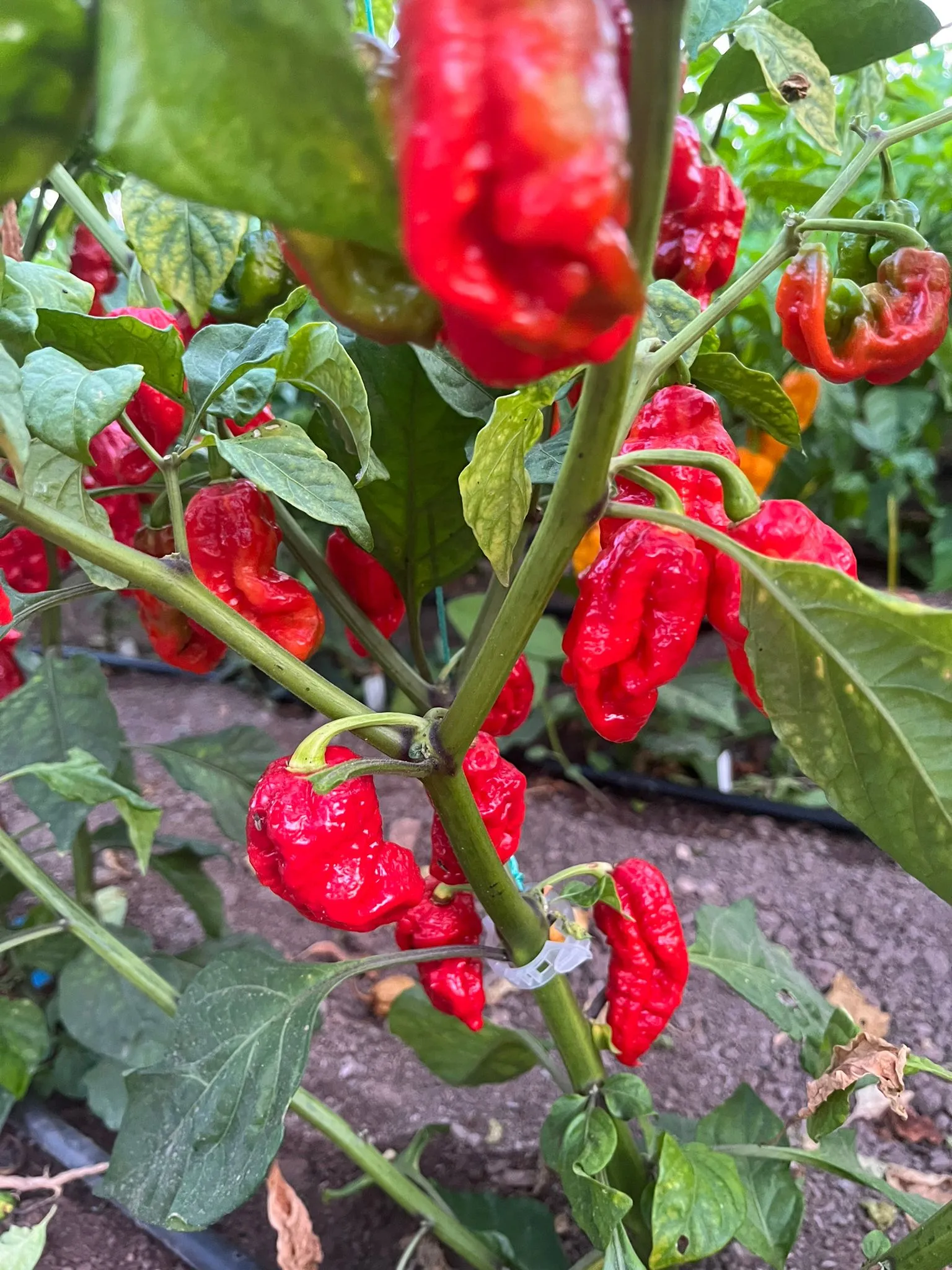 Carbon Bhut x 7 Pot Red Chilli Seeds - Image 4