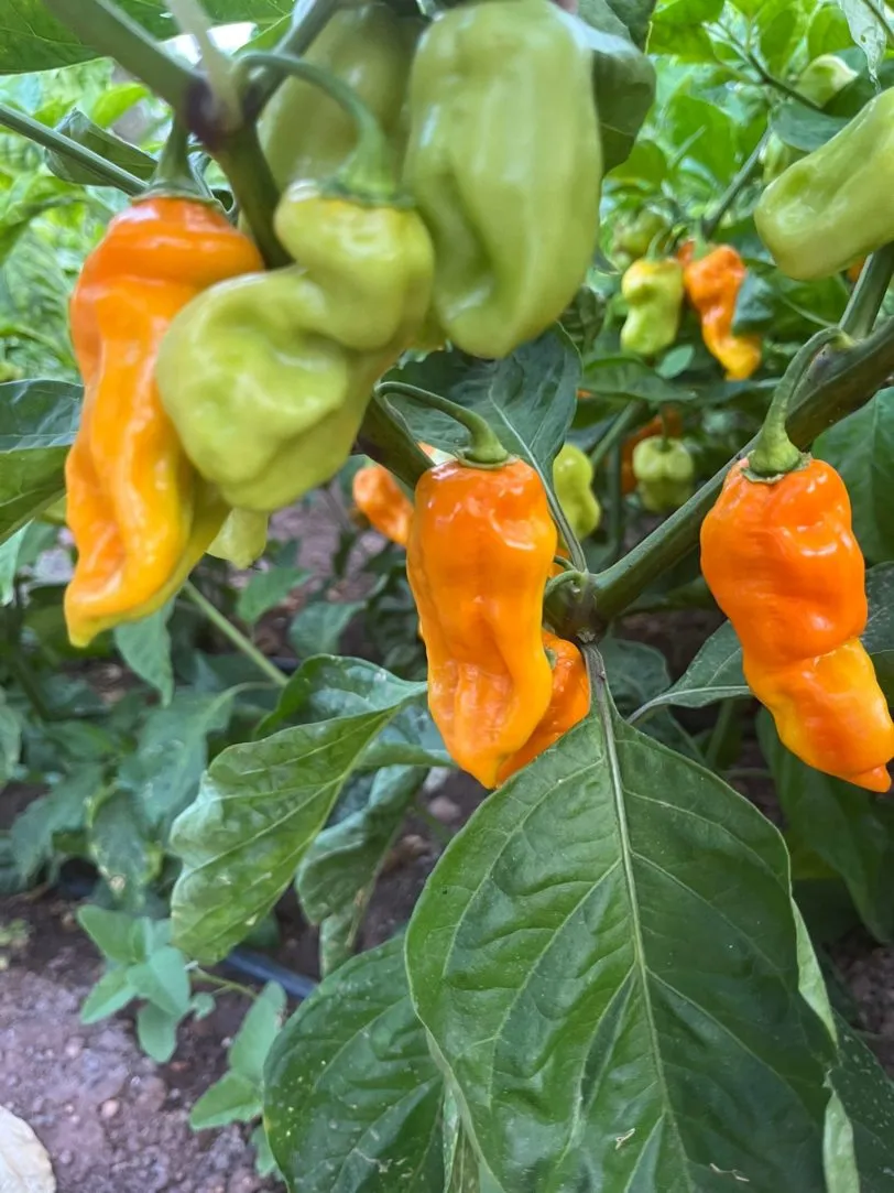 7 Pot Chaguanas Yellow Chilli Seeds - Image 3