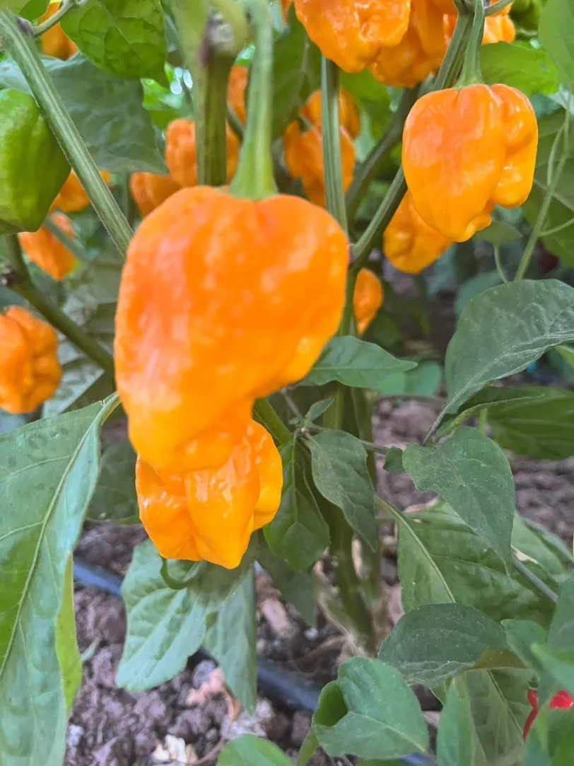 Habanero West Indian Chilli Seeds - Image 9