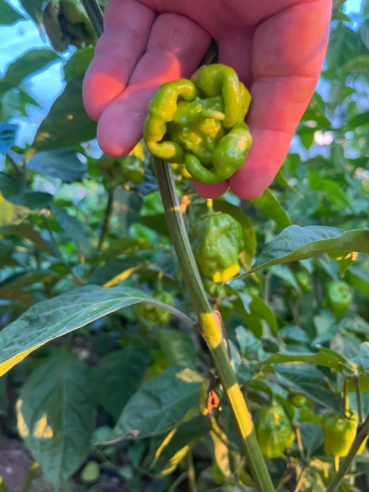 Carolina Reaper Mustard Chilli Seeds - Image 11