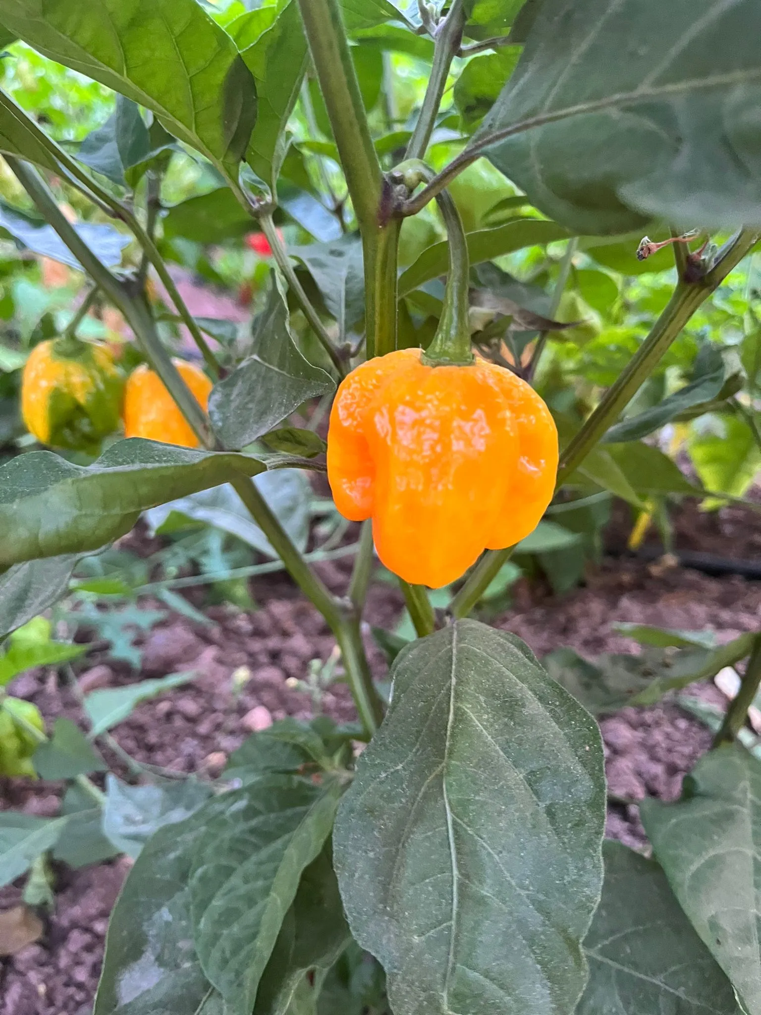 Carolina Reaper Orange Chilli Seeds - Image 3