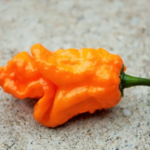 Bhut Orange Copenhagen Chilli Seeds