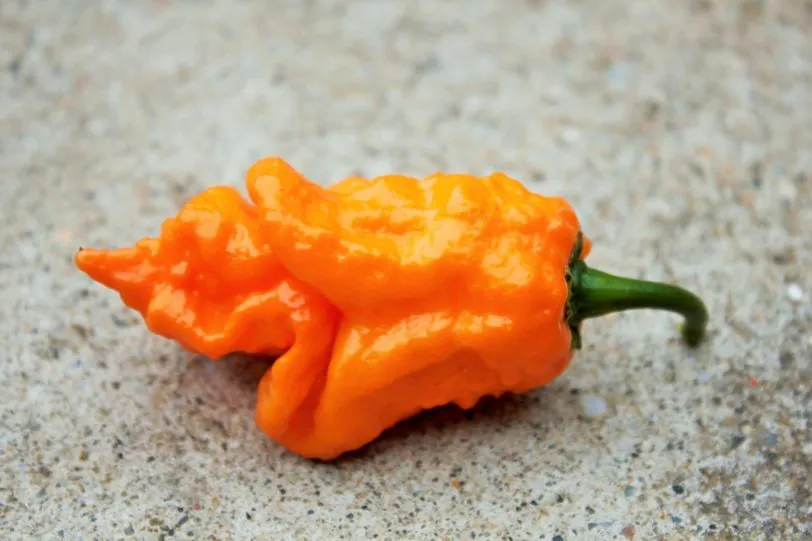Bhut Orange Copenhagen Chilli Seeds