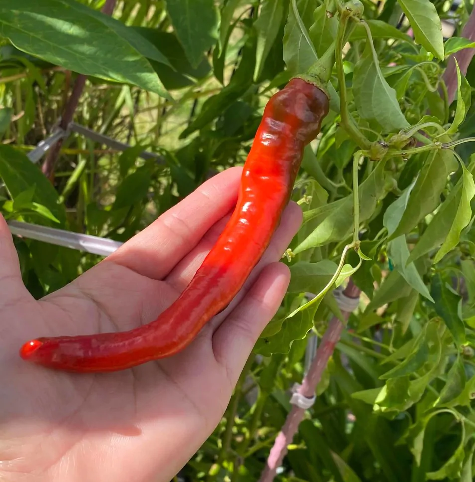 Cow horn Chilli Seeds - Image 6